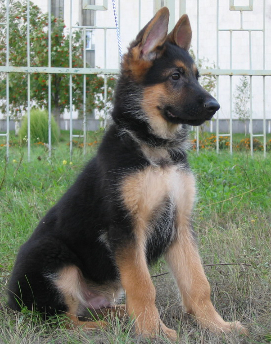 http://sennenhund.ucoz.ru/_ph/2/146896426.jpg